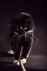 Cat on black background