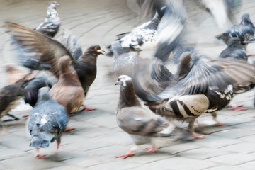 Obraz premium Urban pigeons in motion