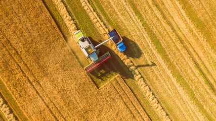 Harvester machine working in field . Combine harvester agriculture machine harvesting golden ripe...