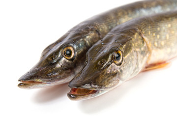 Raw fish. Pike on white background.