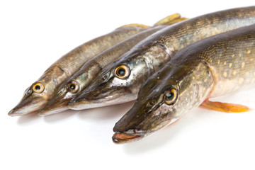 Raw fish. Pike on white background.