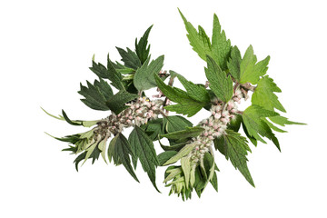 Motherwort (Leonurus cardiaca) on a white background
