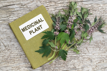 Motherwort (Leonurus cardiaca) and directory medicinal plant