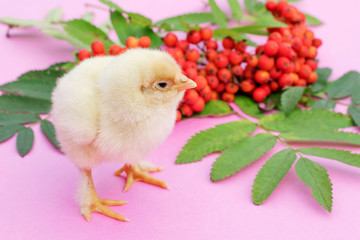 One chick on a pink background with rowan. Animal, bird, poultry.