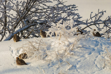Wild partridges at the January snow