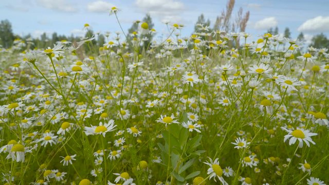 Beautiful small daisies in the field. Bellis perennis is a common European species of daisy of the Asteraceae family often considered the archetypal species of that name.