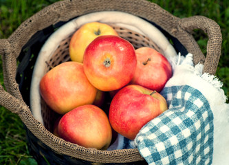 frische Äpfel in einem Korb auf der Wiese