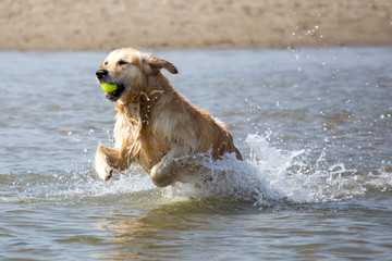 Tobender Hund am Strand/Meer