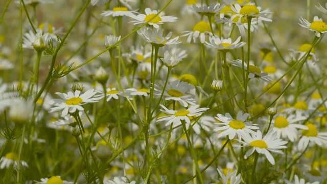 Pretty white flowers on the daisy field. It is an herbaceous perennial plant with short creeping rhizomes and rosettes of small rounded or spoon-shaped leaves