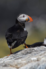 Atlantic Puffin (Alca Arctica)/Puffin on rocky coastline of the Farne Islands