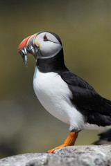 Atlantic Puffin (Alca Arctica)/Puffin with beak full of Sand Eels