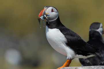 Atlantic Puffin (Alca Arctica)/Puffin with beak full of Sand Eels