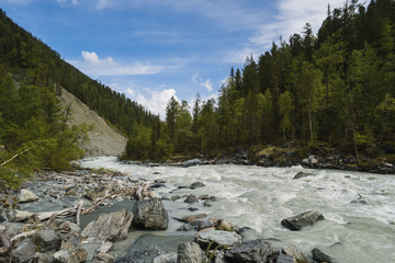 Rough mountain river in valley among rocky shores and larch trees on a background of mountains under the blue sky and white clouds. Katun and Beluha, Altai Mountains, Siberia, Russia.