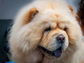 Perro Chou Chou, mascota encantadora