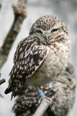 Prärieeule auf Ast sitzend