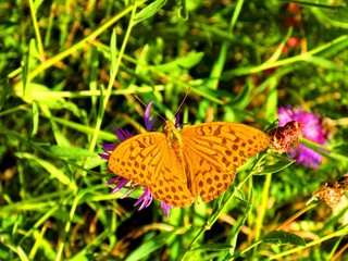 Butterfly on meadow flower in wild nature during spring