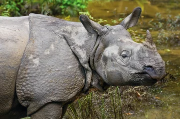 Photo sur Aluminium Rhinocéros Gray rhinoceros close up.