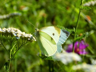 White butterfly on meadow flower in wild nature during spring