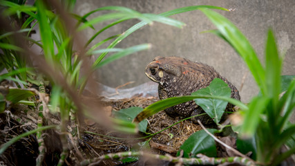 Common Toad on dried pond