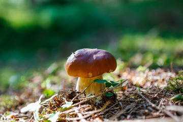 Boletus edulis
