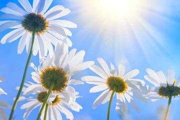 Foto op Plexiglas Madeliefjes Camomiles in de zon de onderste weergave close-up tegen de blauwe hemel.