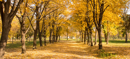 Park path covered in fallen leaves