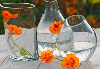 Nasturtium flowers in transparent glass vases on wooden table. S