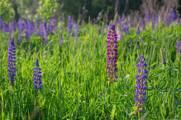 Fresh lupine close up blooming in spring. High lush purple lupin