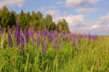 Naklejka premium Fresh lupine close up blooming in spring. High lush purple lupin