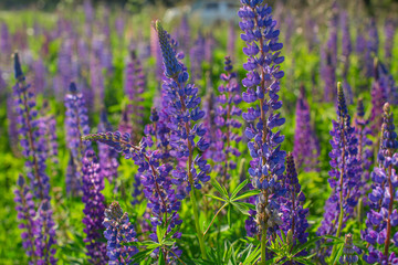 Fresh lupine close up blooming in spring. High lush purple lupin
