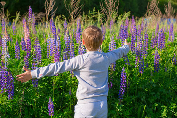 Cute preschool child in violet lupines flowers field