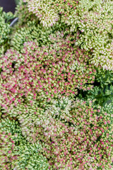 Obraz premium flower market, bright vivid colorful fresh flowers