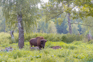 american bison on natural background