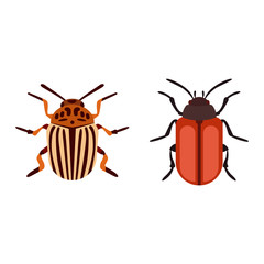 Beetle bug insect isolated on white