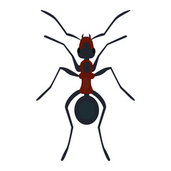 Ant nsect flat vector.