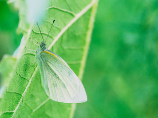 モンシロチョウ