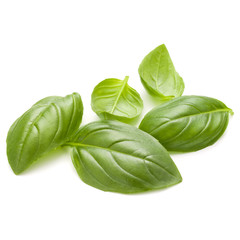 Fototapeta premium Sweet basil herb leaves handful isolated on white background clo