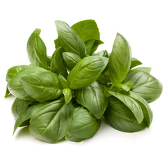 Sweet basil herb leaves bunch isolated on white background