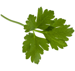 fresh parsley herb  leaves isolated on white background cutout