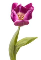 lilac tulip flower head isolated on white background