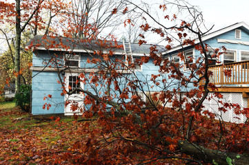 fallen tree hit house in back yard after storm in autumn