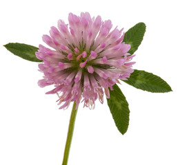 Clover or trefoil flower medicinal herbs isolated on white backg