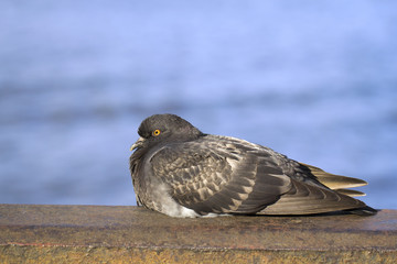 Resting gray pigeon