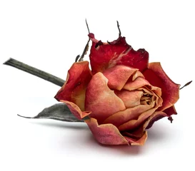 Poster Roses Tête de fleur rose séchée isolé sur fond blanc découpe
