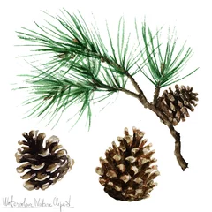 Zelfklevend Fotobehang Aquarel natuur Clipart - Pine © nataliahubbert