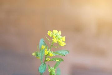 Yellow flower with sun light at a morning.