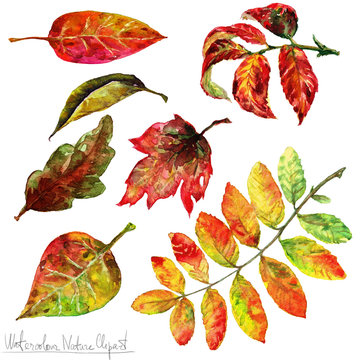 Watercolor Nature Clipart - Autumn Leaves