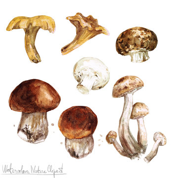 Watercolor Nature Clipart - Mushrooms