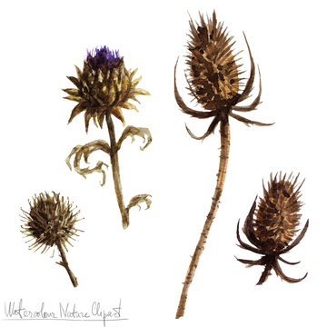 Watercolor Nature Clipart - Thistle