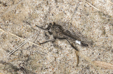 Robber Fly (Family Asilidae) Waits in Ambush on Sandy Habitat in Colorado